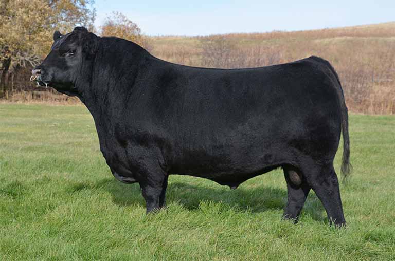 black angus cattle