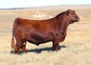 What Is Angus Beef and How Is It Different From Other Beef