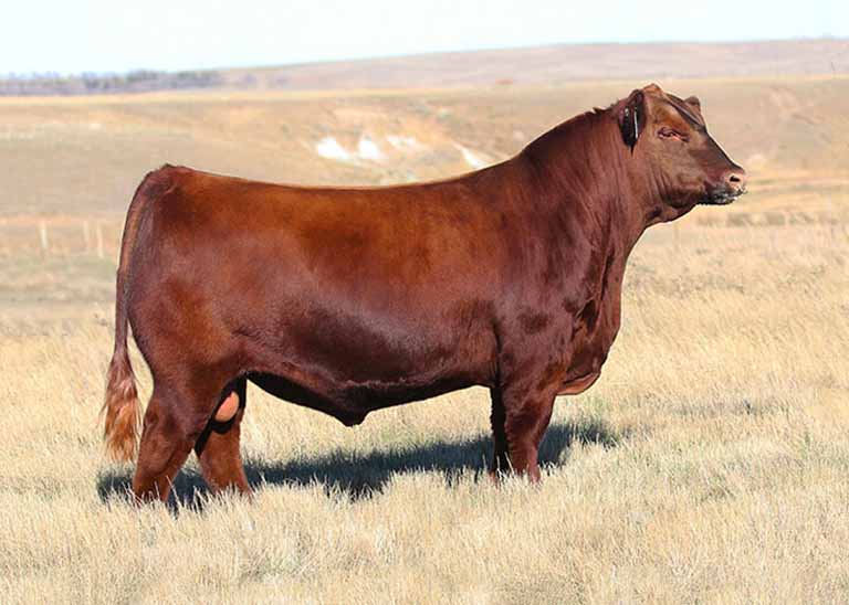 red angus cattle