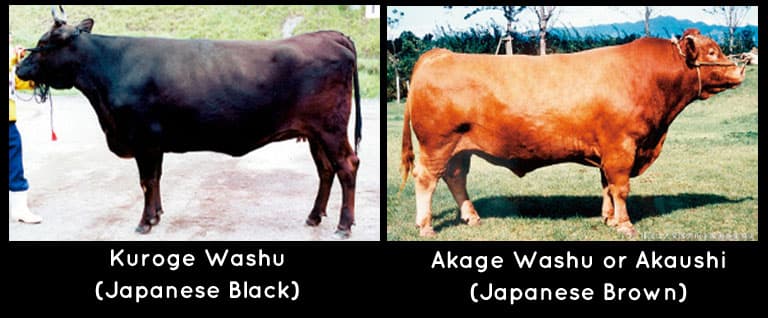 Kuroge Washu 
(Japanese Black) and Akage Washu or Akaushi (Japanese Brown)